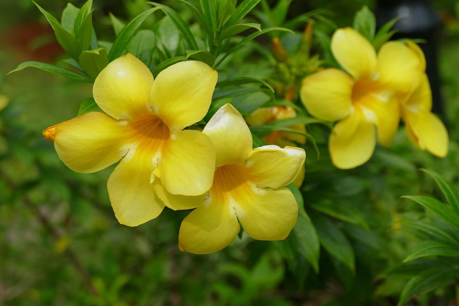 ดอกบานบุรีสีเหลืองรูปแตรห้ากลีบท่ามกลางใบเขียว
