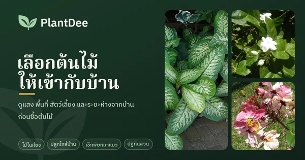 PlantDee เลือกต้นไม้ให้เข้ากับบ้าน พร้อมรูปสาวน้อยประแป้ง ดอกมะลิ และช่อดอกชัยพฤกษ์