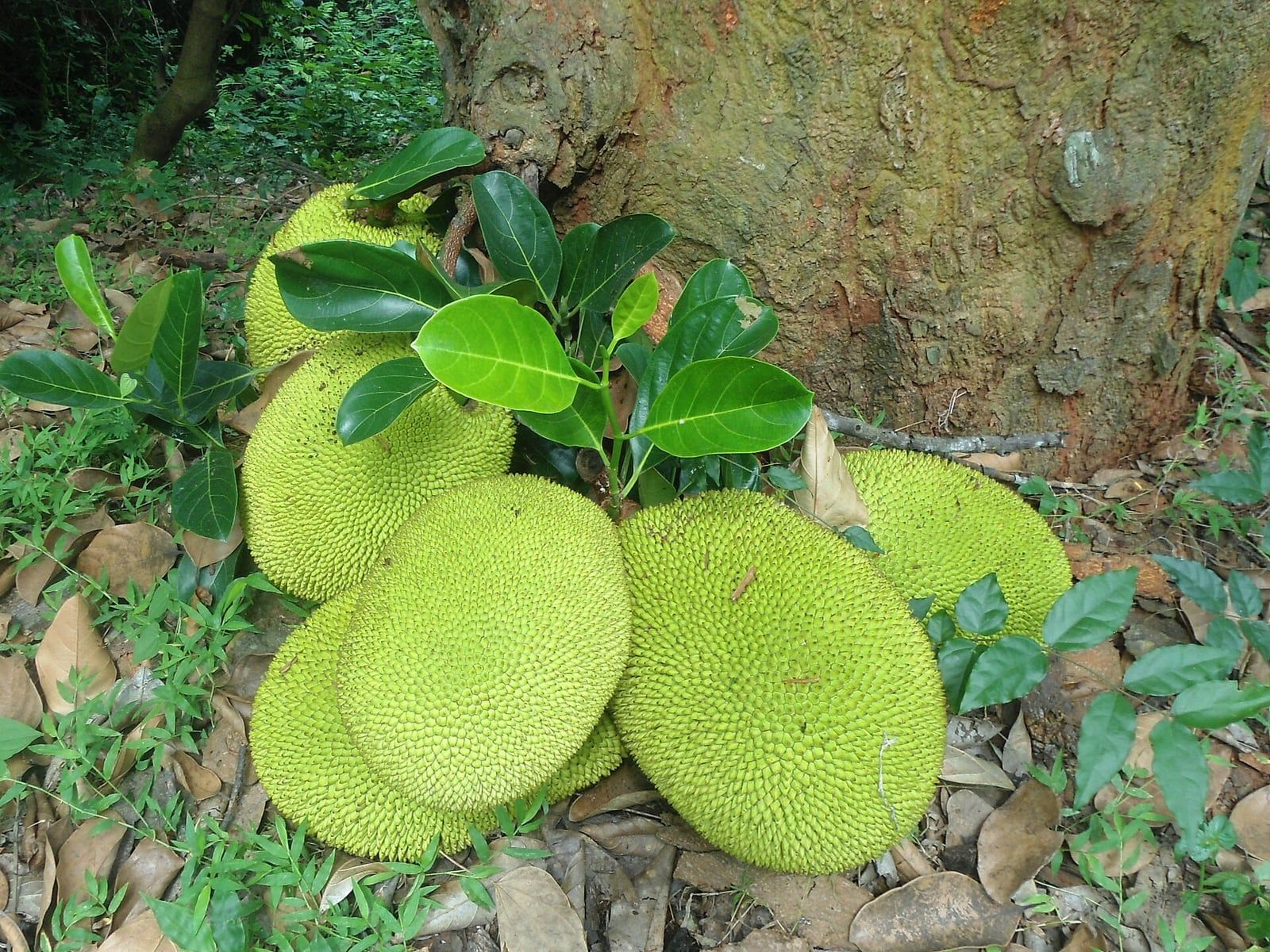 ผลขนุนหลายลูกผิวหนามสั้นสีเขียวอ่อนติดอยู่ที่โคนต้น