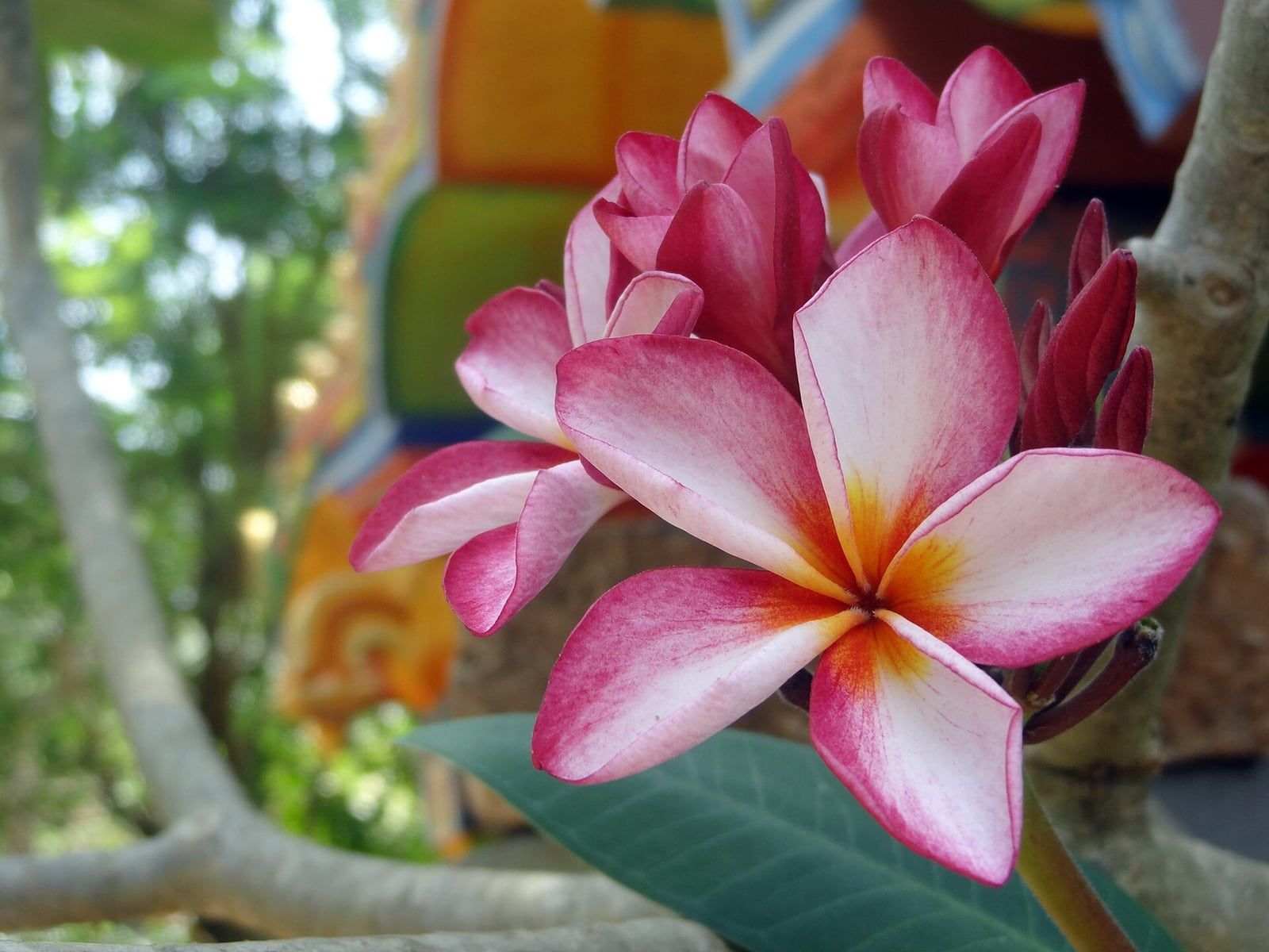 ดอกลีลาวดีสีชมพูไล่เป็นขาวห้ากลีบเรียงแบบกังหัน