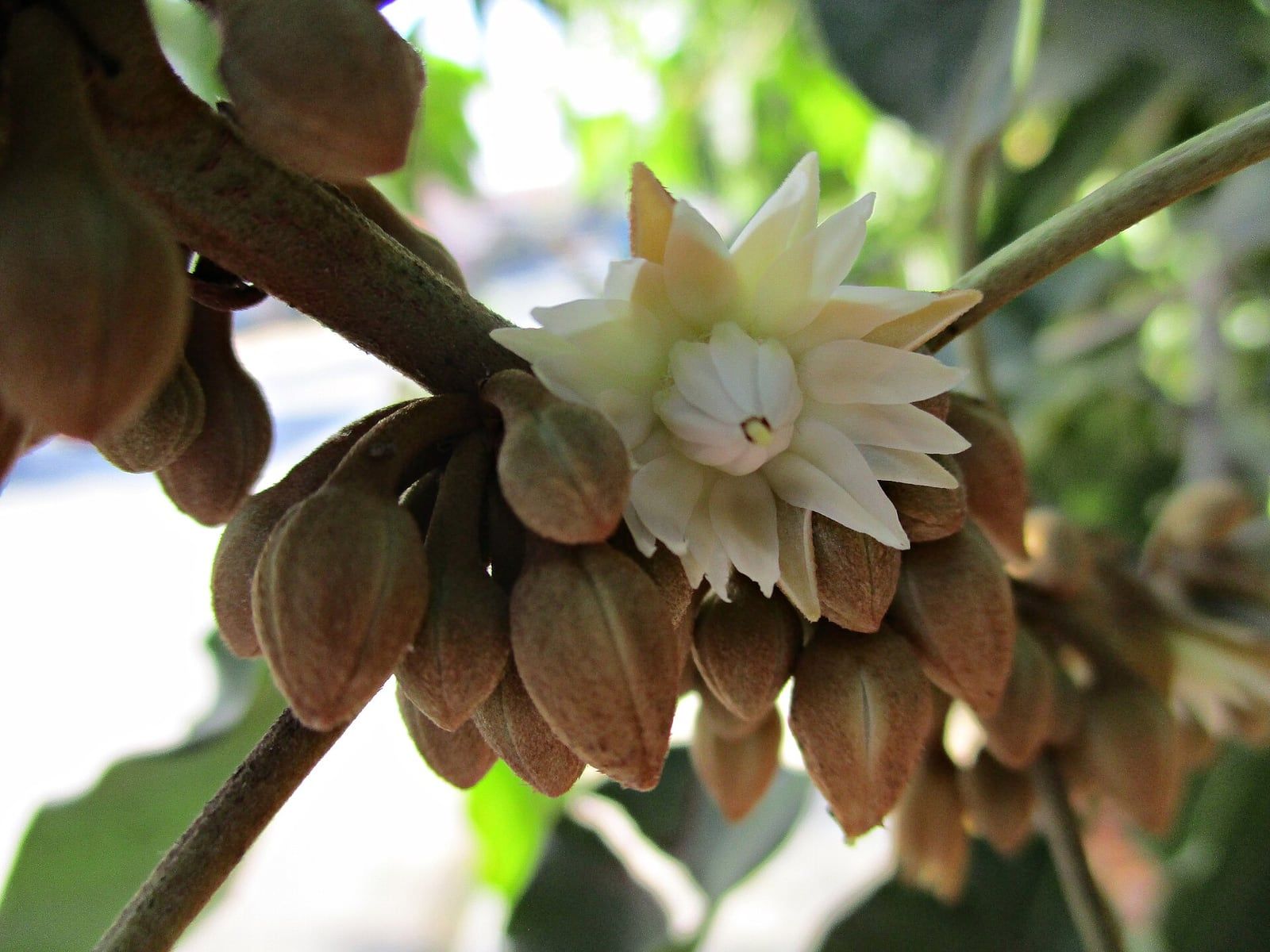 ดอกพิกุลสีขาวนวลกลีบเป็นแฉกรอบดอกคล้ายดาว